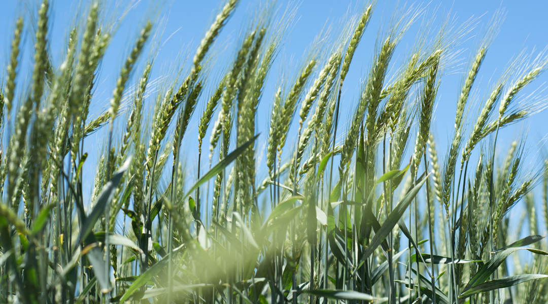 Con lanzamientos en trigo, sorgo y arveja, RGT amplía su oferta genética para el agro argentino