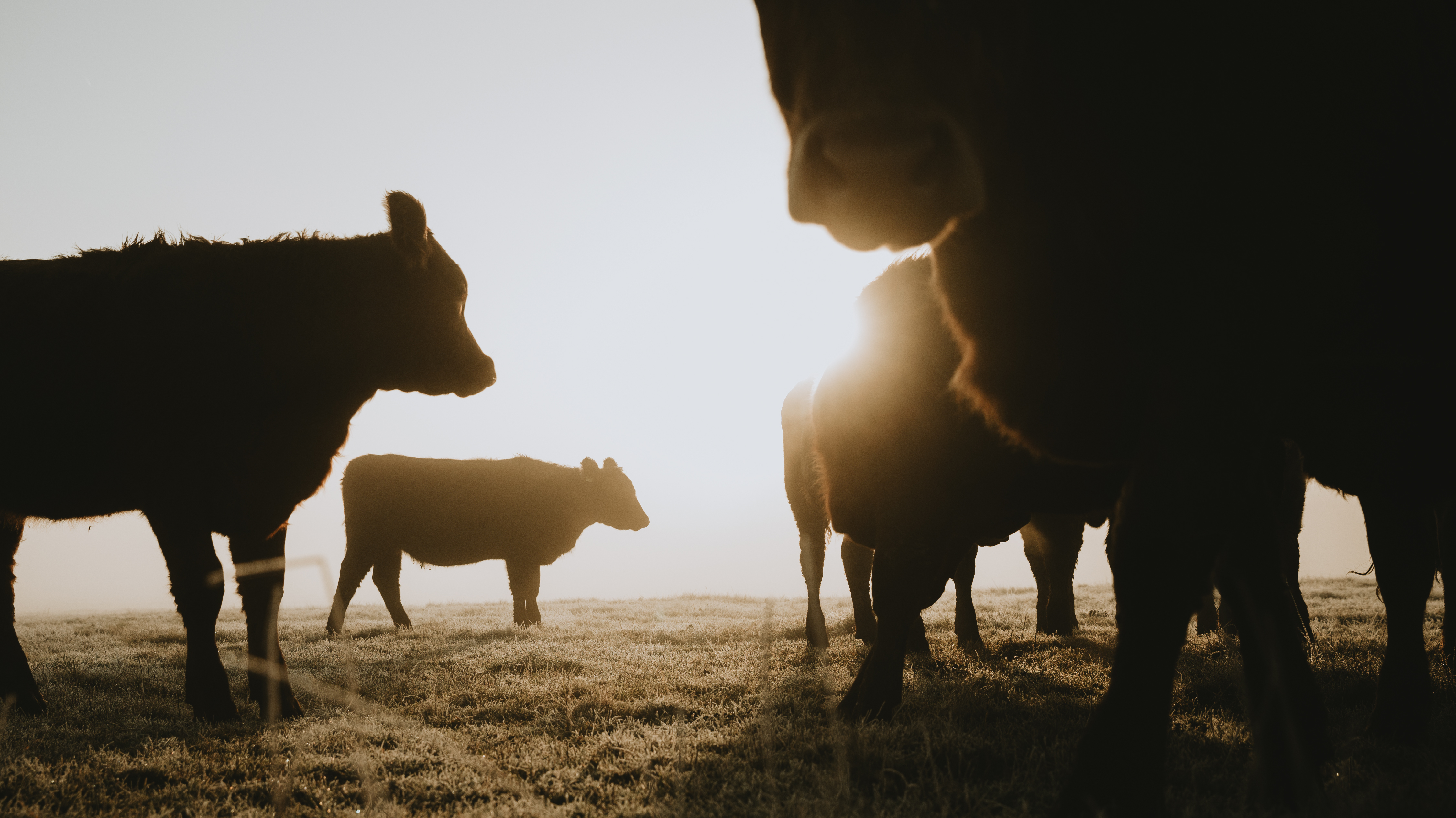 Un breeder al frente: ZINMA presenta sus avances en gen&eacute;tica y la financiaci&oacute;n para productores