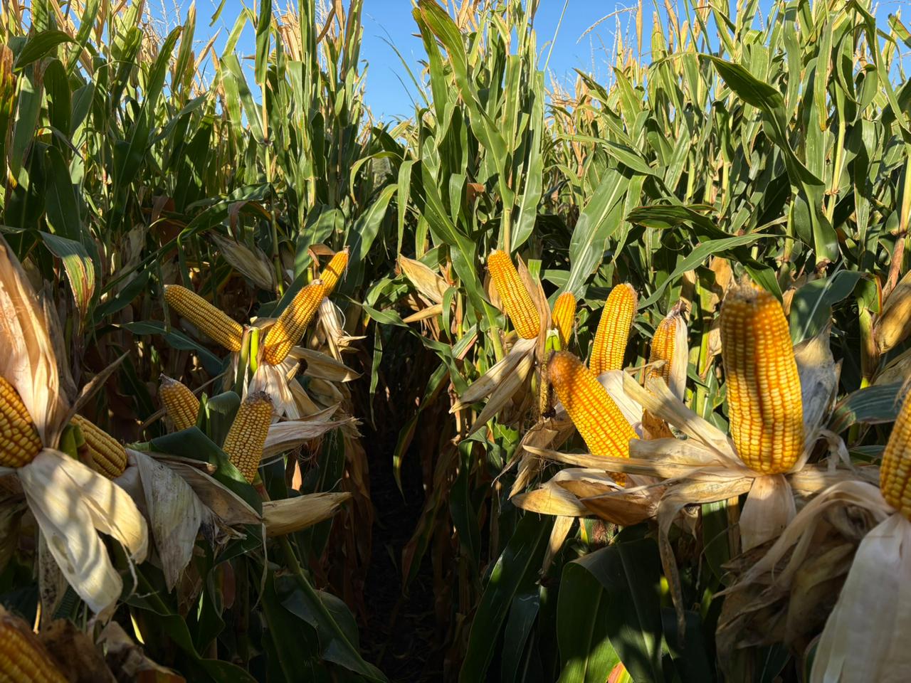 Patagonia en el Congreso Aapresid: &iquest;el &ldquo;corn belt&rdquo; argentino?